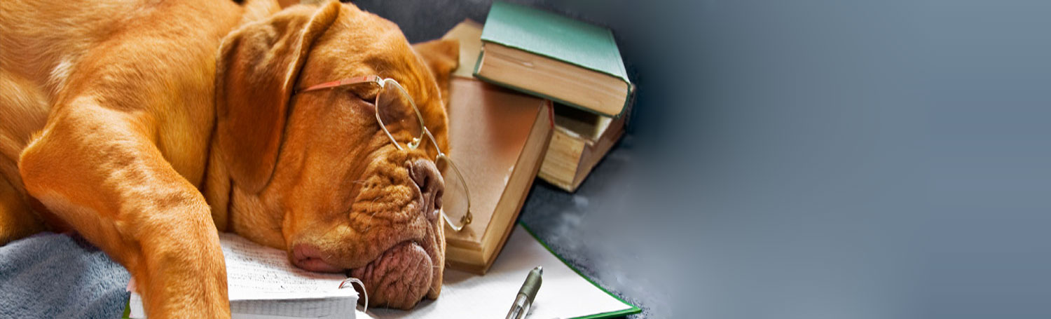 A mastiff asleep on a stack of veterinary books